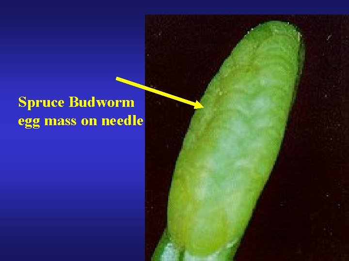 Spruce Budworm egg mass on needle 