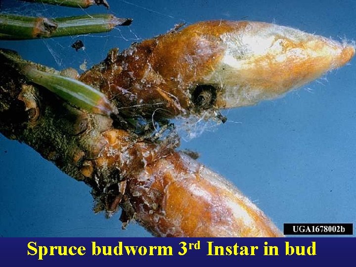 Spruce budworm 3 rd Instar in bud 