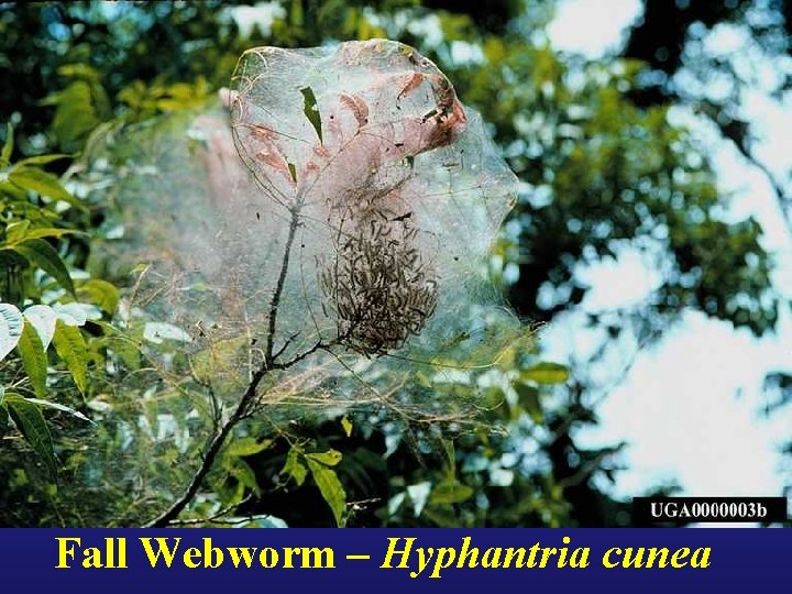 Fall Webworm – Hyphantria cunea 