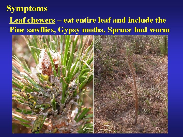 Symptoms Leaf chewers – eat entire leaf and include the Pine sawflies, Gypsy moths,