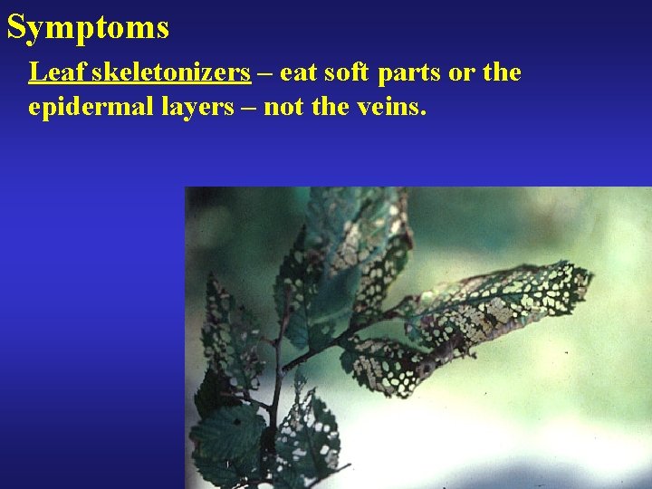 Symptoms Leaf skeletonizers – eat soft parts or the epidermal layers – not the