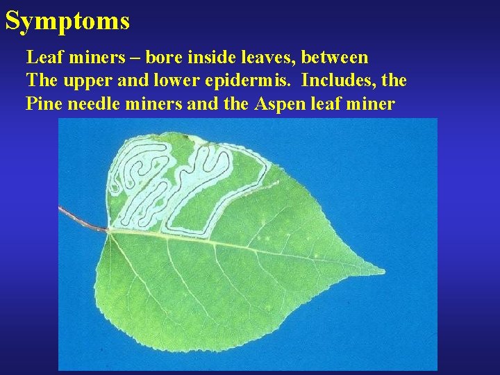 Symptoms Leaf miners – bore inside leaves, between The upper and lower epidermis. Includes,