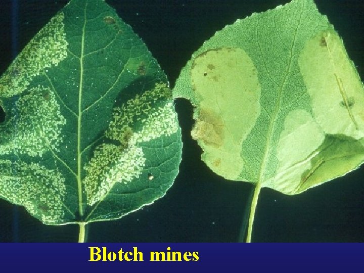 Blotch mines 