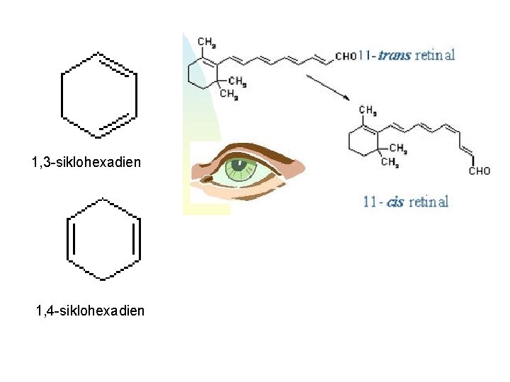 1, 3 -siklohexadien 1, 4 -siklohexadien 