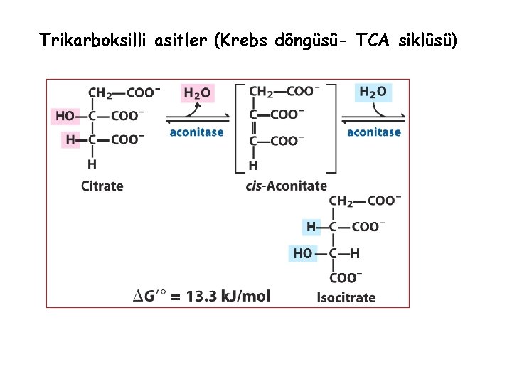 Trikarboksilli asitler (Krebs döngüsü- TCA siklüsü) 