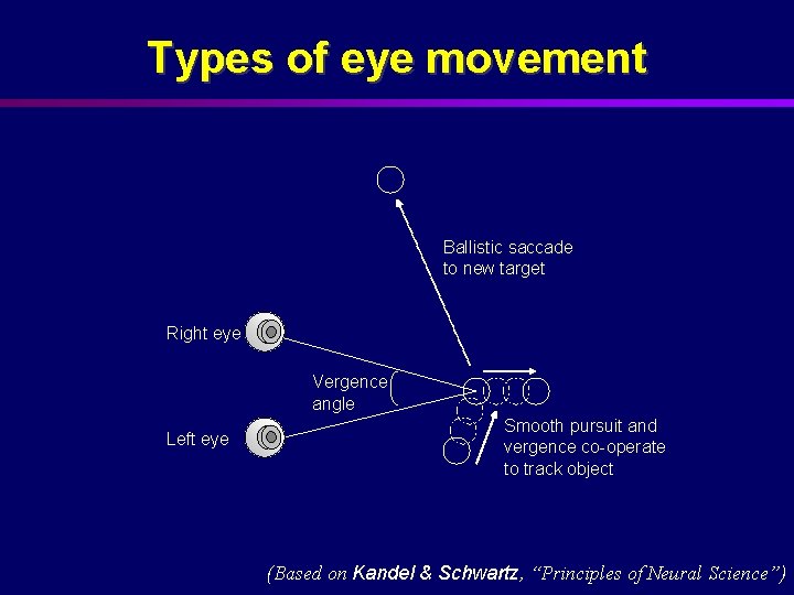 Types of eye movement Ballistic saccade to new target Right eye Vergence angle Left