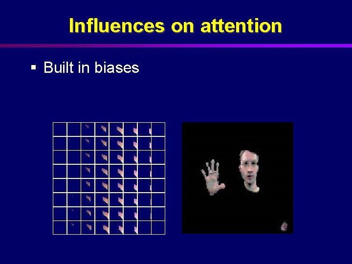 Influences on attention § Built in biases 