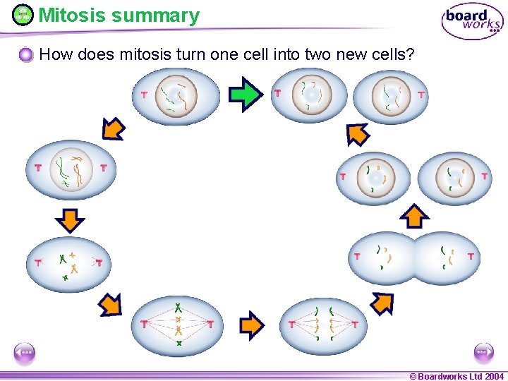 Mitosis summary How does mitosis turn one cell into two new cells? © Boardworks