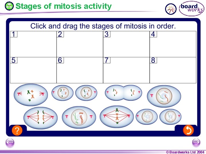 Stages of mitosis activity © Boardworks Ltd 2004 