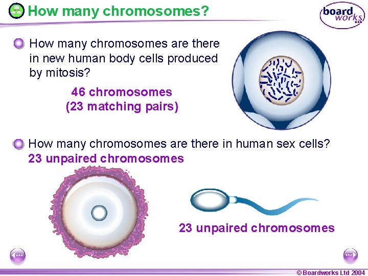 How many chromosomes? How many chromosomes are there in new human body cells produced