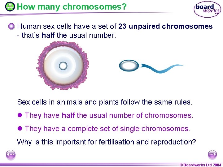 How many chromosomes? Human sex cells have a set of 23 unpaired chromosomes -