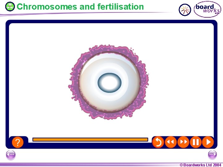 Chromosomes and fertilisation FLASH 6 – Fertilisation FLASH 2 – Mitosis drag & drop