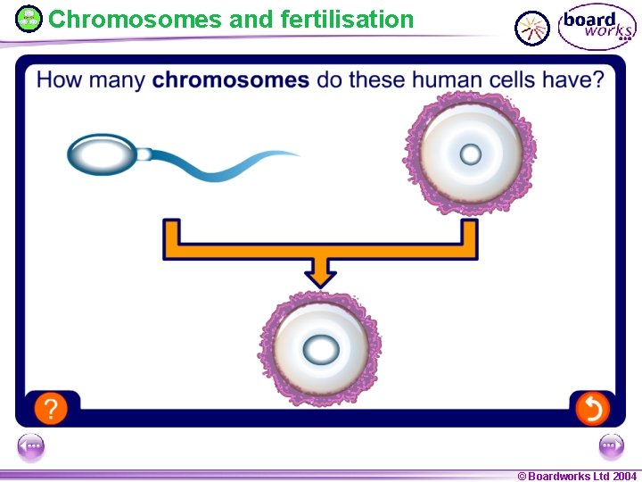 Chromosomes and fertilisation © Boardworks Ltd 2004 