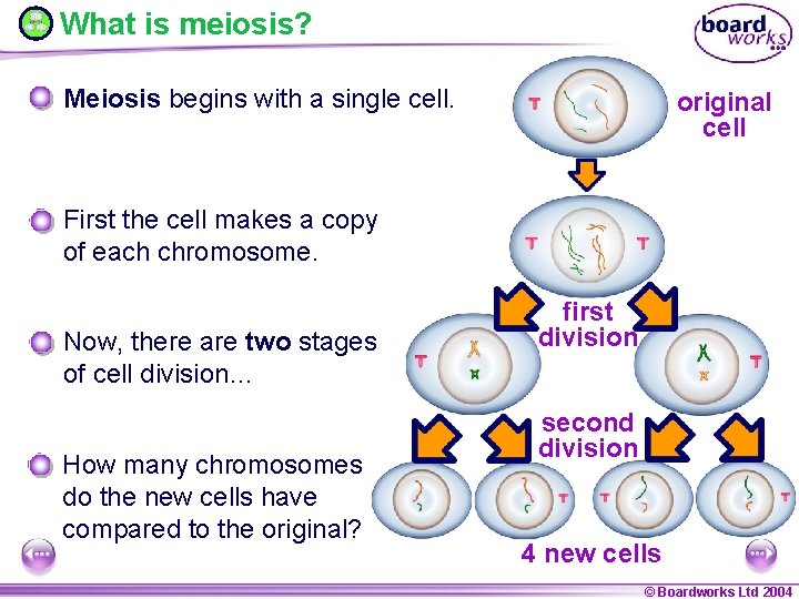 What is meiosis? Meiosis begins with a single cell. original cell First the cell