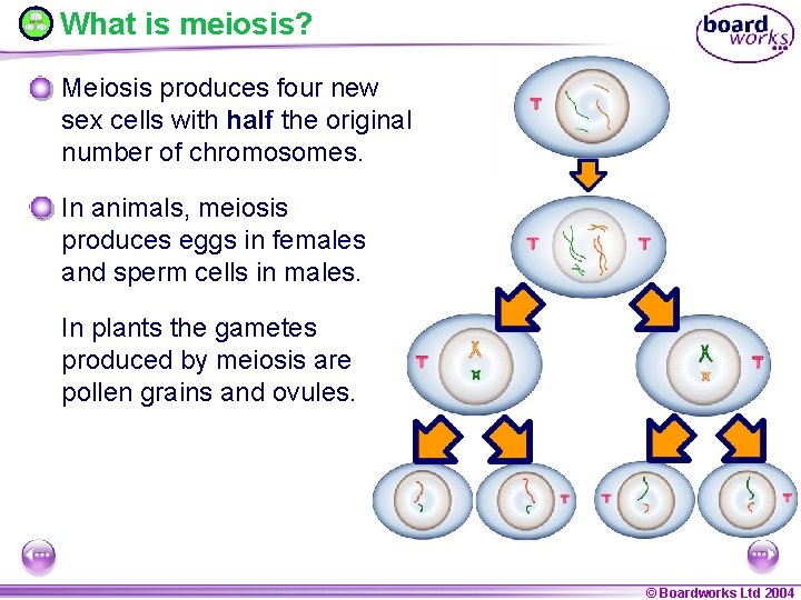 What is meiosis? Meiosis produces four new sex cells with half the original number