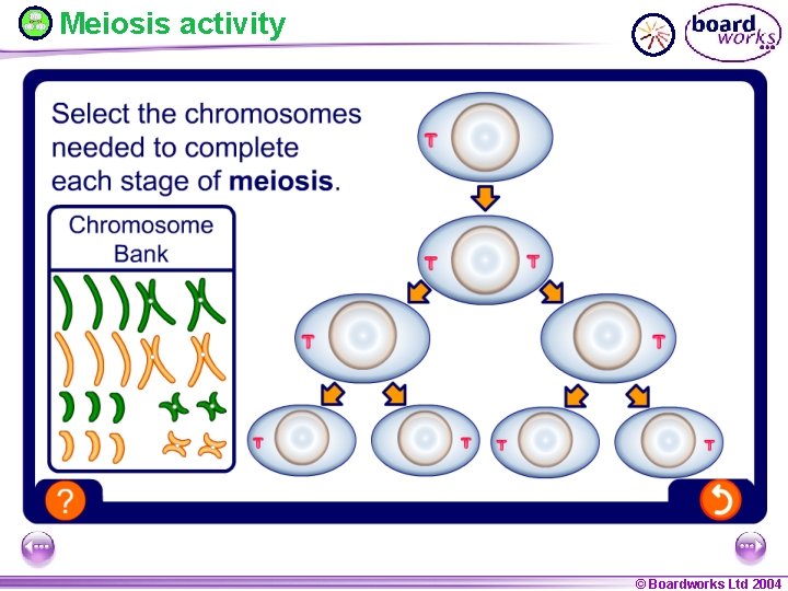 Meiosis activity © Boardworks Ltd 2004 