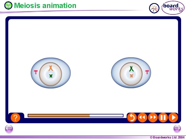 Meiosis animation © Boardworks Ltd 2004 