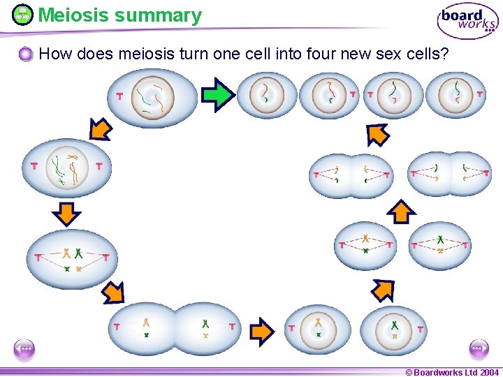 Meiosis summary How does meiosis turn one cell into four new sex cells? ©