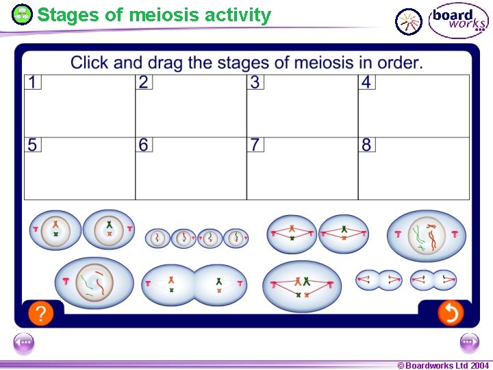 Stages of meiosis activity © Boardworks Ltd 2004 