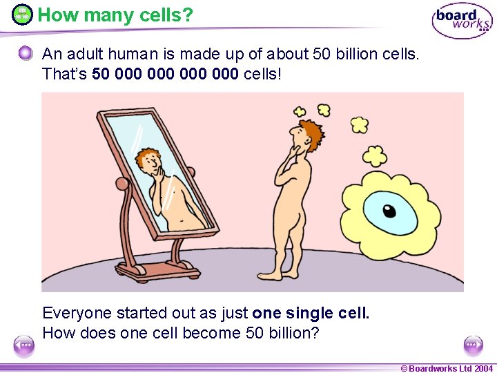 How many cells? An adult human is made up of about 50 billion cells.