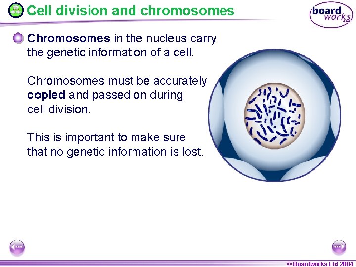 Cell division and chromosomes Chromosomes in the nucleus carry the genetic information of a