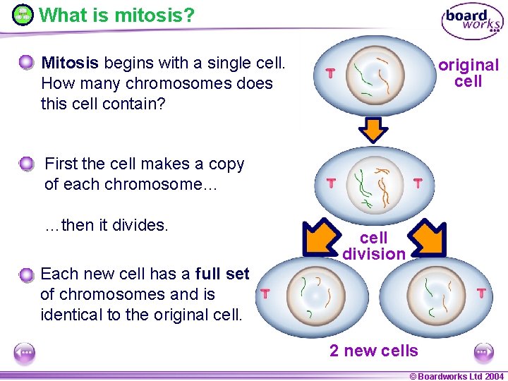 What is mitosis? Mitosis begins with a single cell. How many chromosomes does this