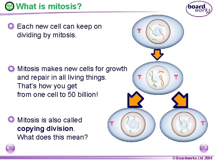 What is mitosis? Each new cell can keep on dividing by mitosis. Mitosis makes