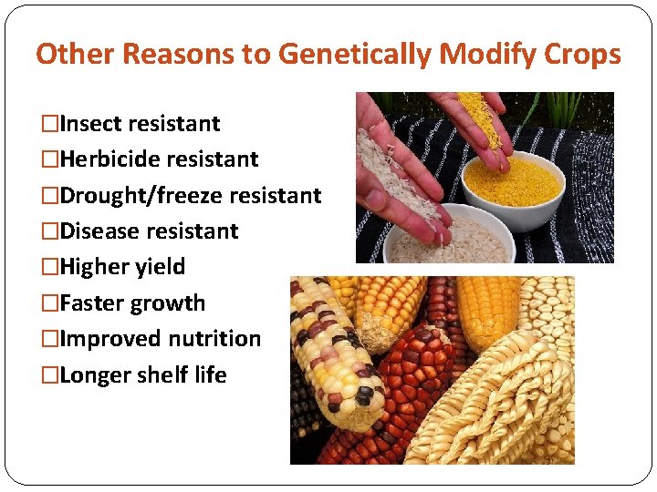 Other Reasons to Genetically Modify Crops �Insect resistant �Herbicide resistant �Drought/freeze resistant �Disease resistant