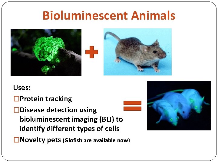 Bioluminescent Animals Uses: �Protein tracking �Disease detection using bioluminescent imaging (BLI) to identify different