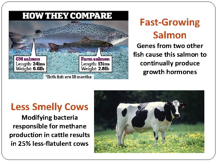 Fast-Growing Salmon Genes from two other fish cause this salmon to continually produce growth