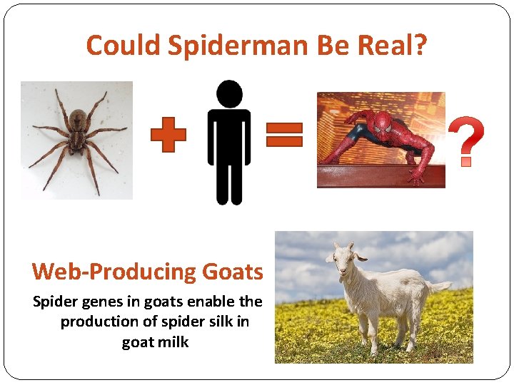 Could Spiderman Be Real? Web-Producing Goats Spider genes in goats enable the production of