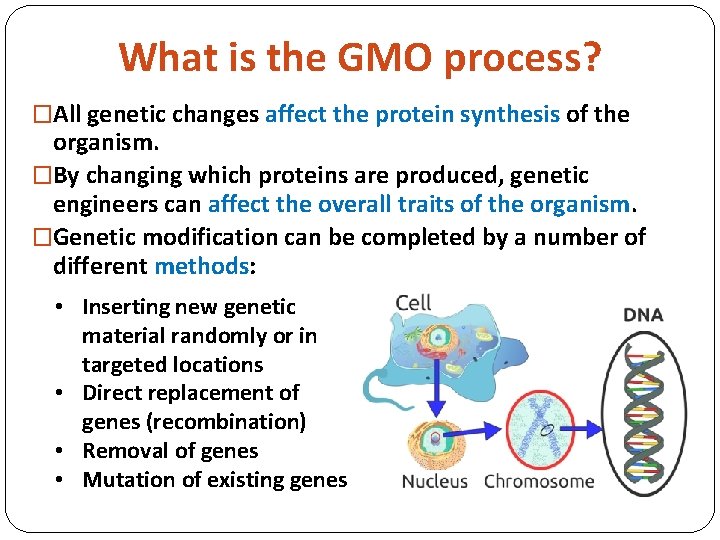 What is the GMO process? �All genetic changes affect the protein synthesis of the