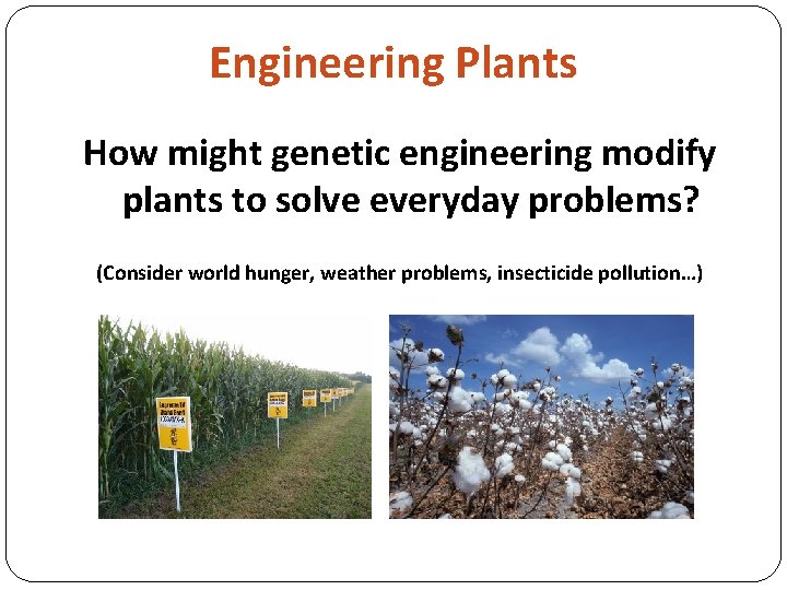 Engineering Plants How might genetic engineering modify plants to solve everyday problems? (Consider world