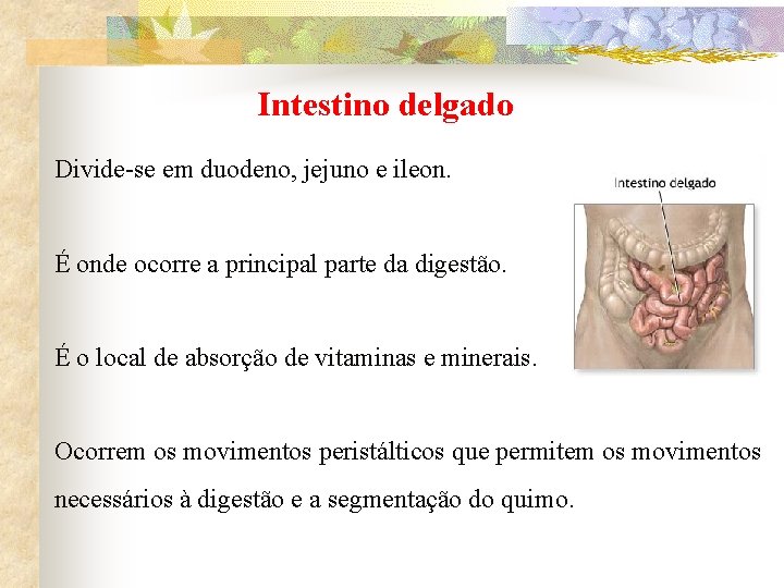 Intestino delgado Divide-se em duodeno, jejuno e ileon. É onde ocorre a principal parte