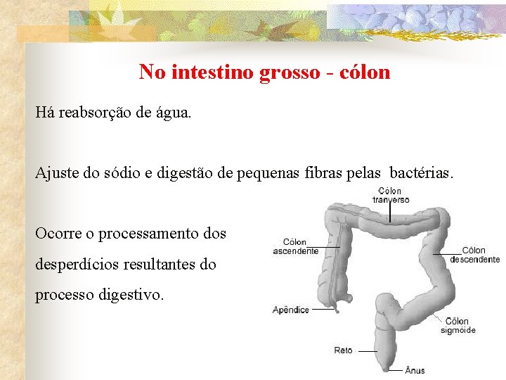 No intestino grosso - cólon Há reabsorção de água. Ajuste do sódio e digestão