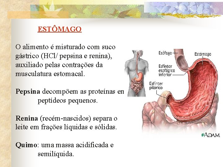 ESTÔMAGO O alimento é misturado com suco gástrico (HCl/ pepsina e renina), auxiliado pelas