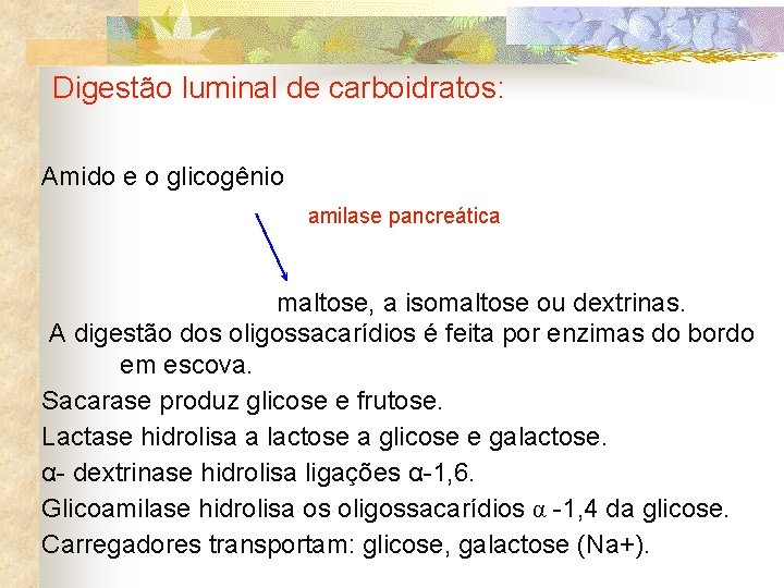 Digestão luminal de carboidratos: Amido e o glicogênio amilase pancreática maltose, a isomaltose ou