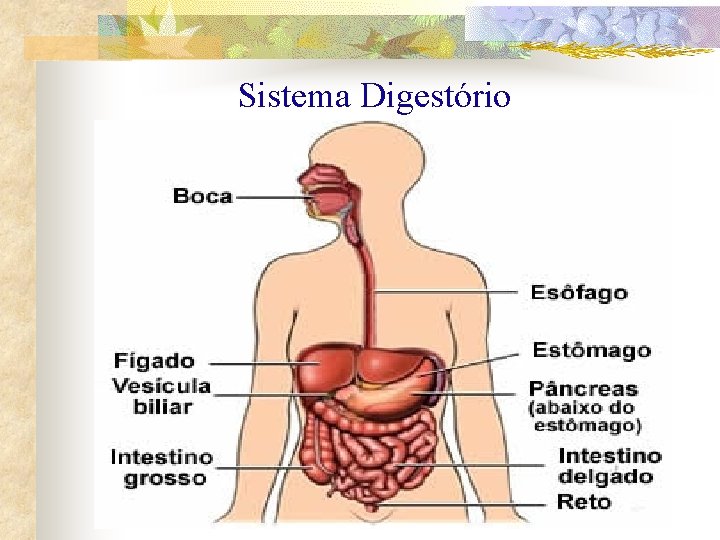 Sistema Digestório 