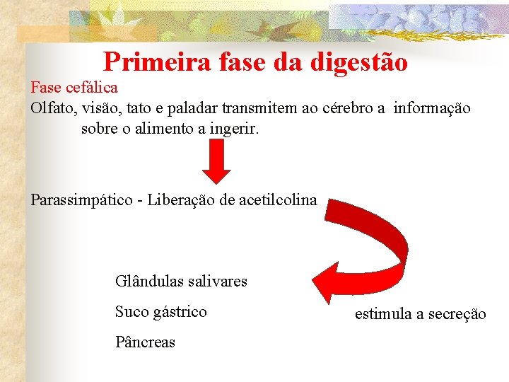 Primeira fase da digestão Fase cefálica Olfato, visão, tato e paladar transmitem ao cérebro