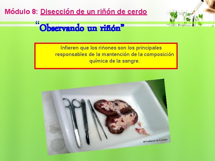 Módulo 8: Disección de un riñón de cerdo “Observando un riñón” Infieren que los