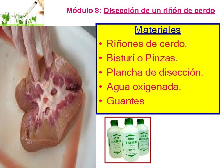 Módulo 8: Disección de un riñón de cerdo • • • Materiales Riñones de