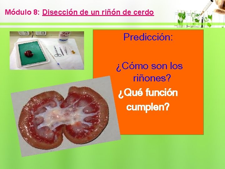 Módulo 8: Disección de un riñón de cerdo Predicción: ¿Cómo son los riñones? ¿Qué