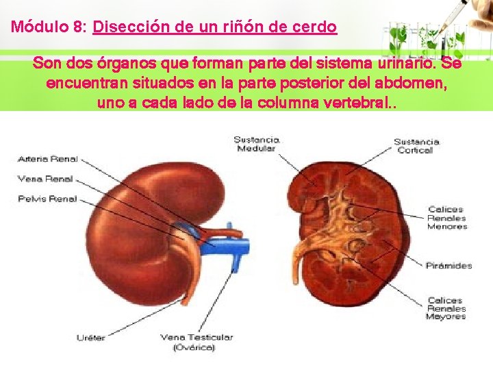Módulo 8: Disección de un riñón de cerdo Son dos órganos que forman parte