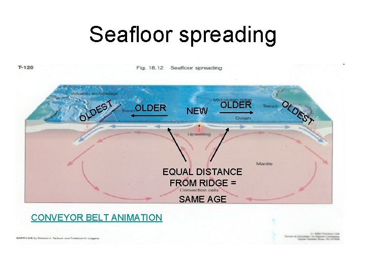 Seafloor spreading T ES D OL OLDER NEW OLDER EQUAL DISTANCE FROM RIDGE =