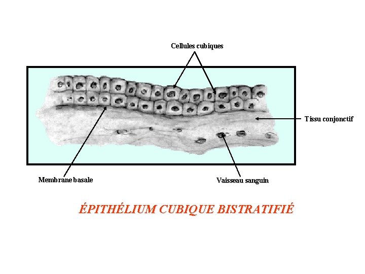 Cellules cubiques Tissu conjonctif Membrane basale Vaisseau sanguin ÉPITHÉLIUM CUBIQUE BISTRATIFIÉ 