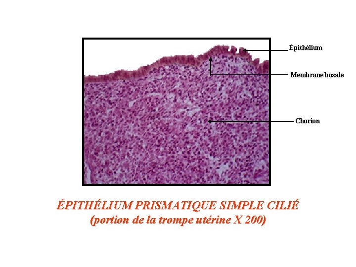 Épithélium Membrane basale Chorion ÉPITHÉLIUM PRISMATIQUE SIMPLE CILIÉ (portion de la trompe utérine X