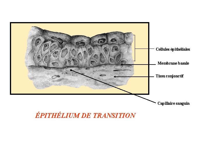 Cellules épithéliales Membrane basale Tissu conjonctif Capillaire sanguin ÉPITHÉLIUM DE TRANSITION 