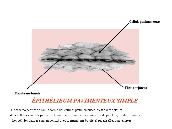 Cellule pavimenteuse Tissu conjonctif Membrane basale ÉPITHÉLIEUM PAVIMENTEUX SIMPLE -Ce schéma permet de voir