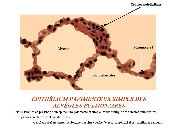 Cellules endothéliales Pneumocyte I Alvéole Paroi alvéolaire ÉPITHÉLIUM PAVIMENTEUX SIMPLE DES ALVÉOLES PULMONAIRES -Nous