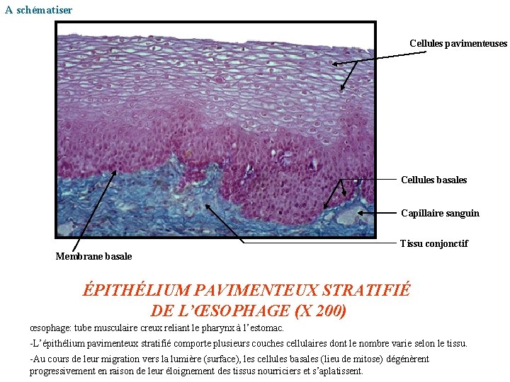 A schématiser Cellules pavimenteuses Cellules basales Capillaire sanguin Tissu conjonctif Membrane basale ÉPITHÉLIUM PAVIMENTEUX